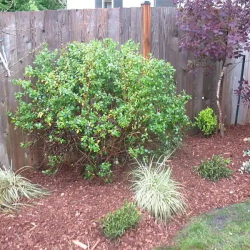 LANDSCAPINGGARDENING (5)